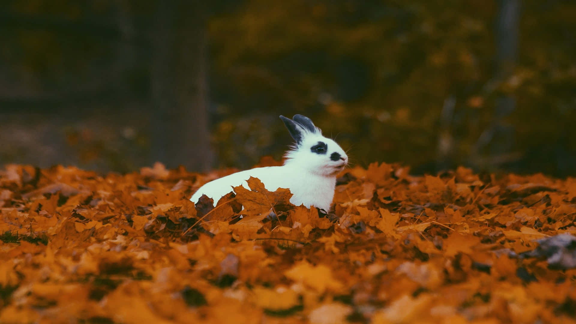 Autumn Bunny Amidst Fallen Leaves Wallpaper