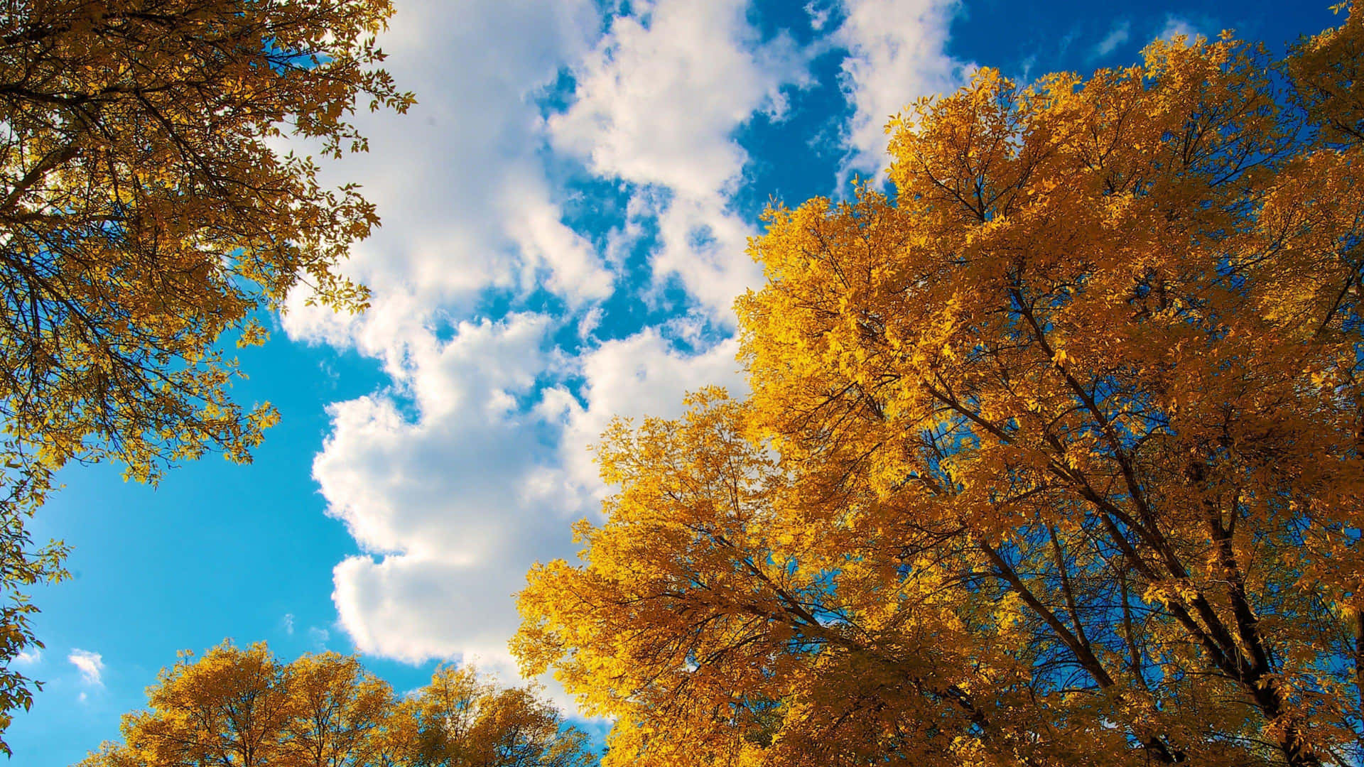 Herfst Canopy Tegen Blauwe Lucht.jpg Achtergrond