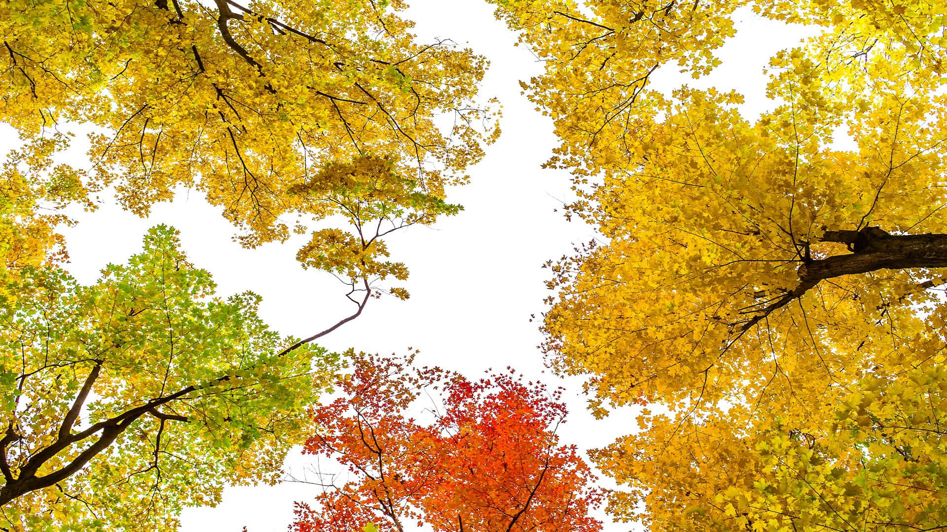 Autumn Canopy Splendor.jpg Wallpaper
