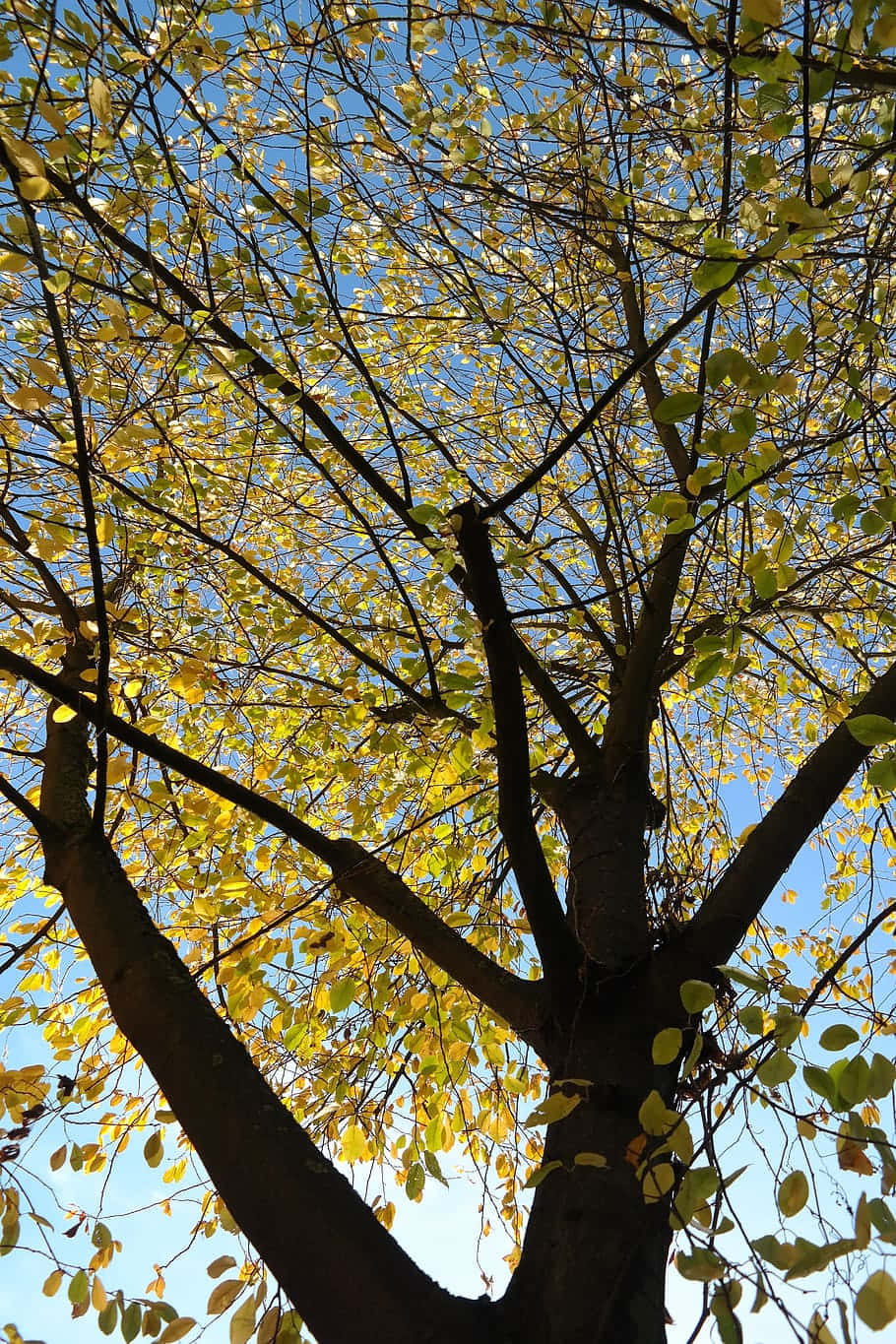 Autumn Canopy Sunlight.jpg Wallpaper