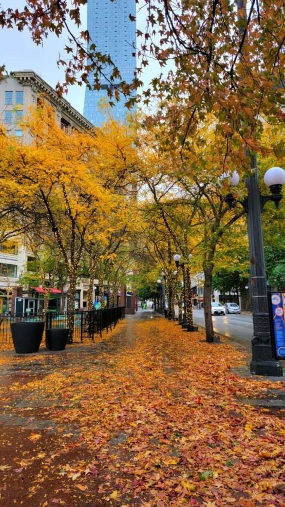 Autumn Canopy Urban Walkway Wallpaper