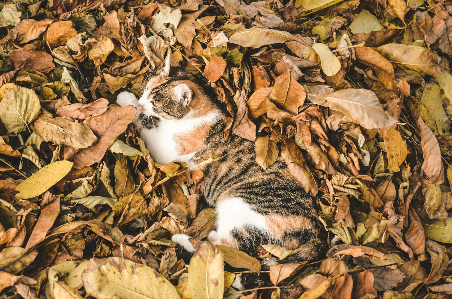 Autumn Cat Camouflage Wallpaper