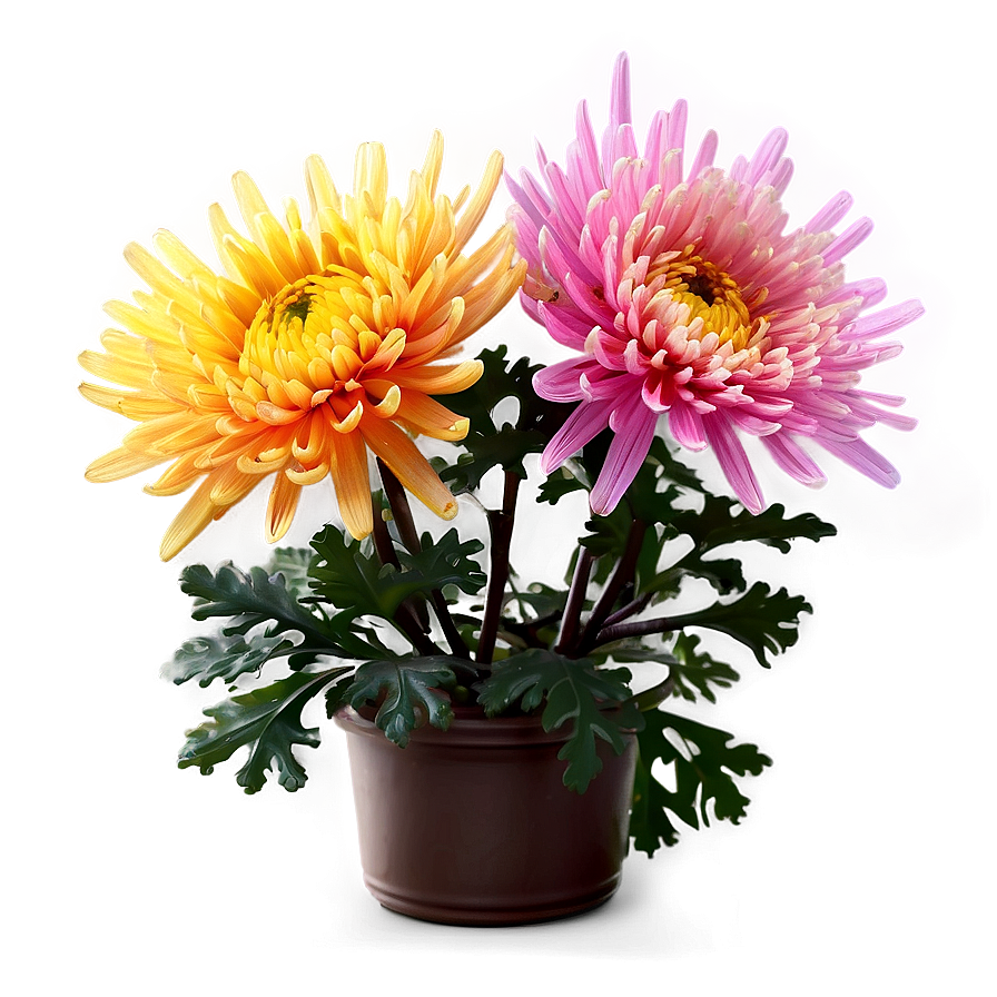 Autumn Chrysanthemum Display Png 06112024 PNG