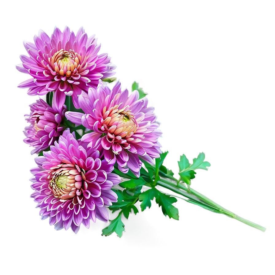 Autumn Chrysanthemum Display Png 06112024 PNG