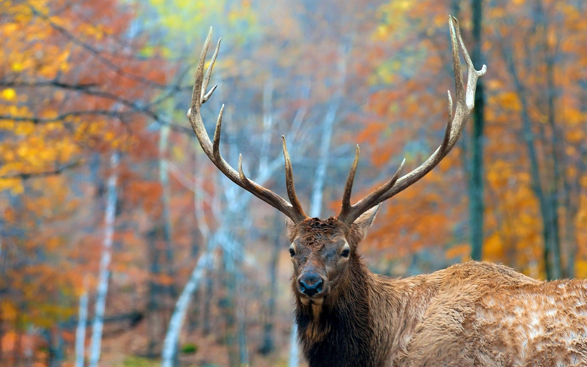 Autumn-Colored Forest Elk Wallpaper