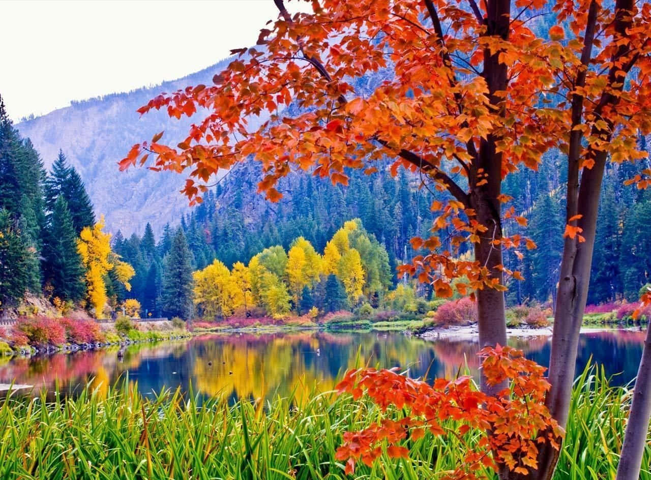 Vibrant Autumn Colors in the Forest Wallpaper