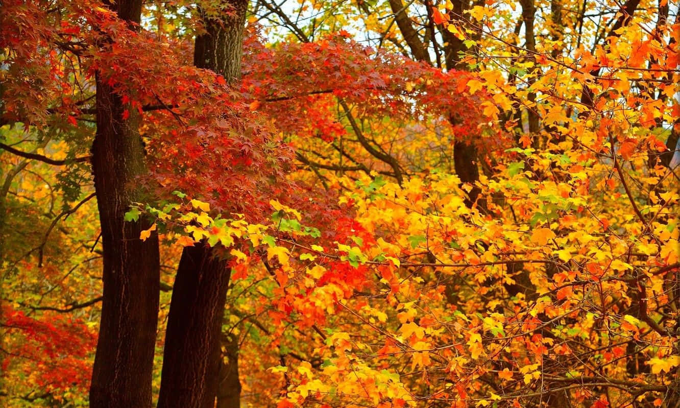 Caption: Vibrant Autumn Landscape Wallpaper