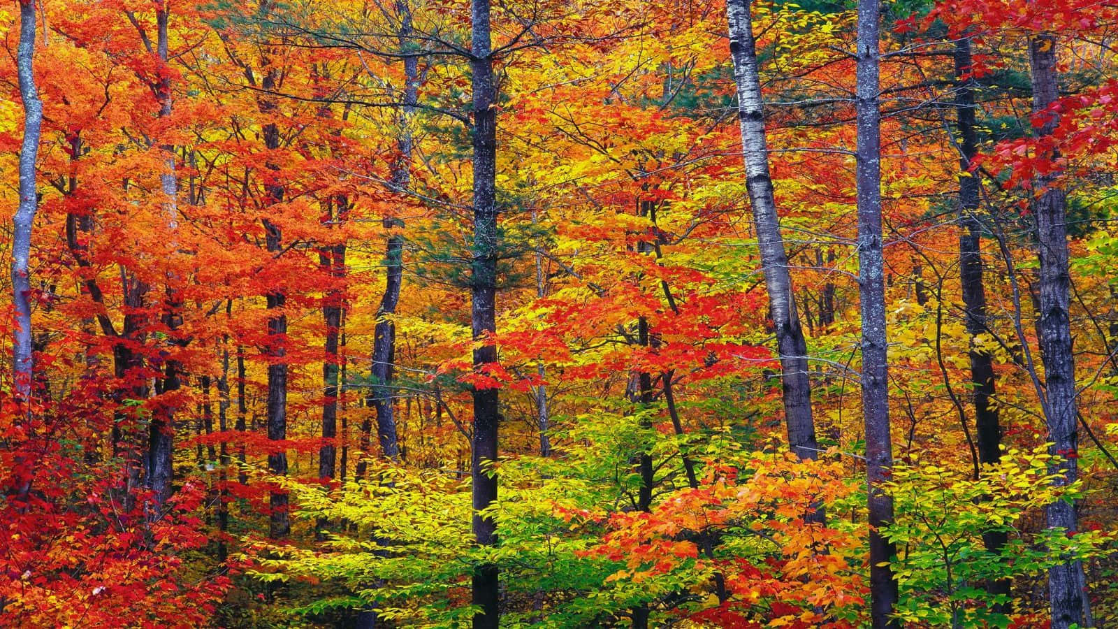 Enchanting Autumn Forest Wallpaper