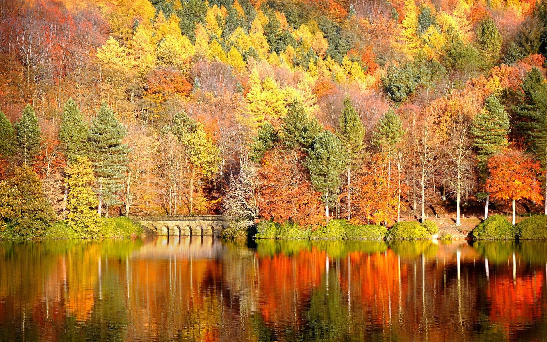 Mesmerizing Autumn Forest Wallpaper