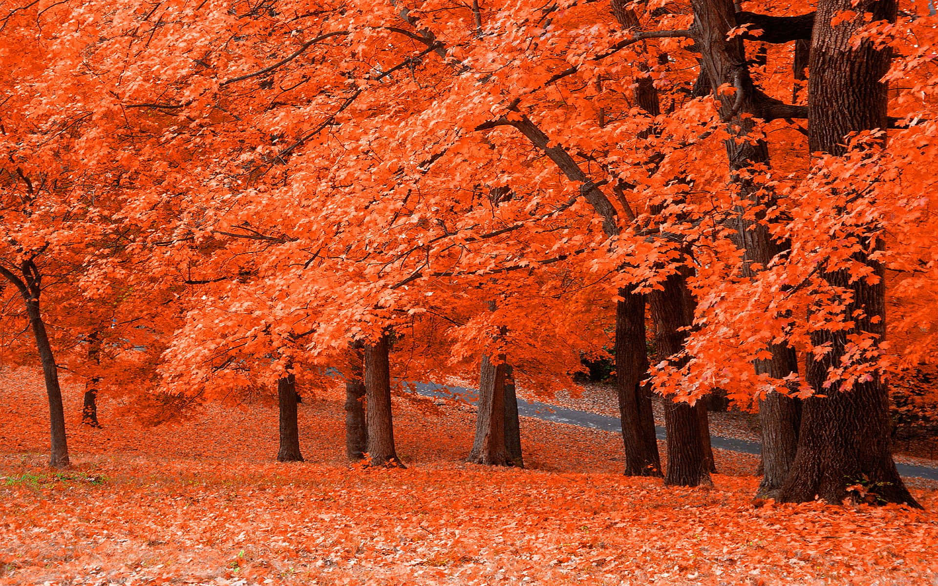 Tranquil Autumn Forest Scene Wallpaper
