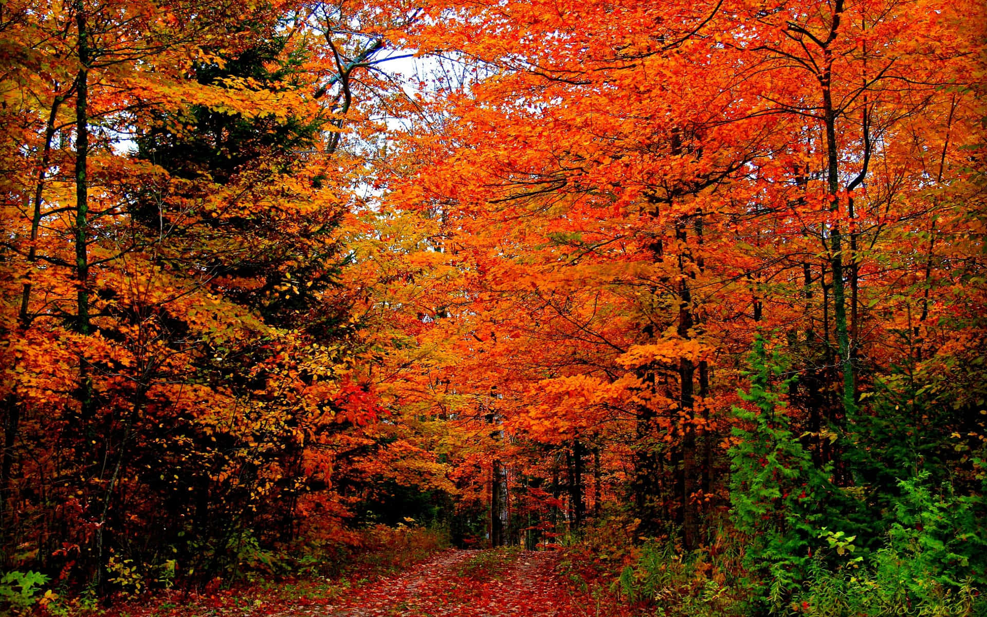 Captivating Autumn Colors in a Serene Forest Wallpaper