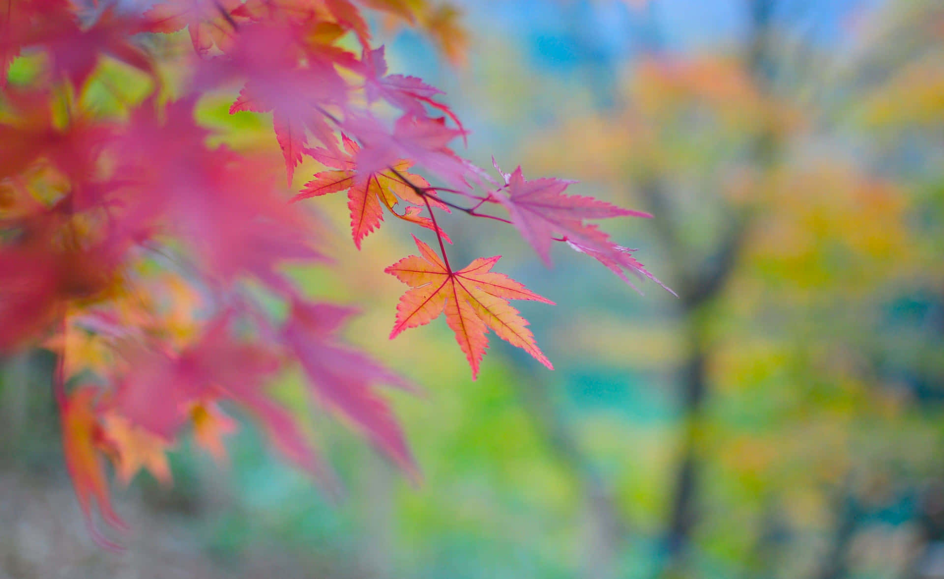 Caption: Enchanting Autumn Landscape Wallpaper