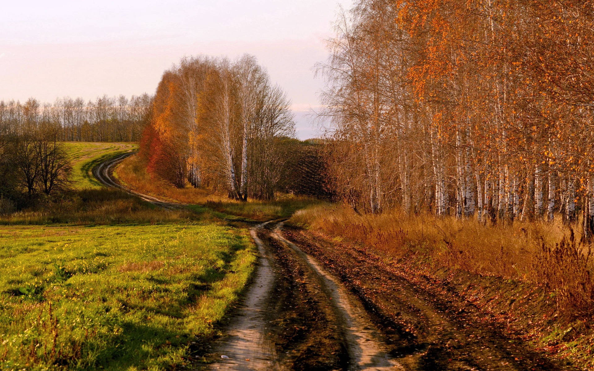 Autumn Country Road Birch Trees Wallpaper