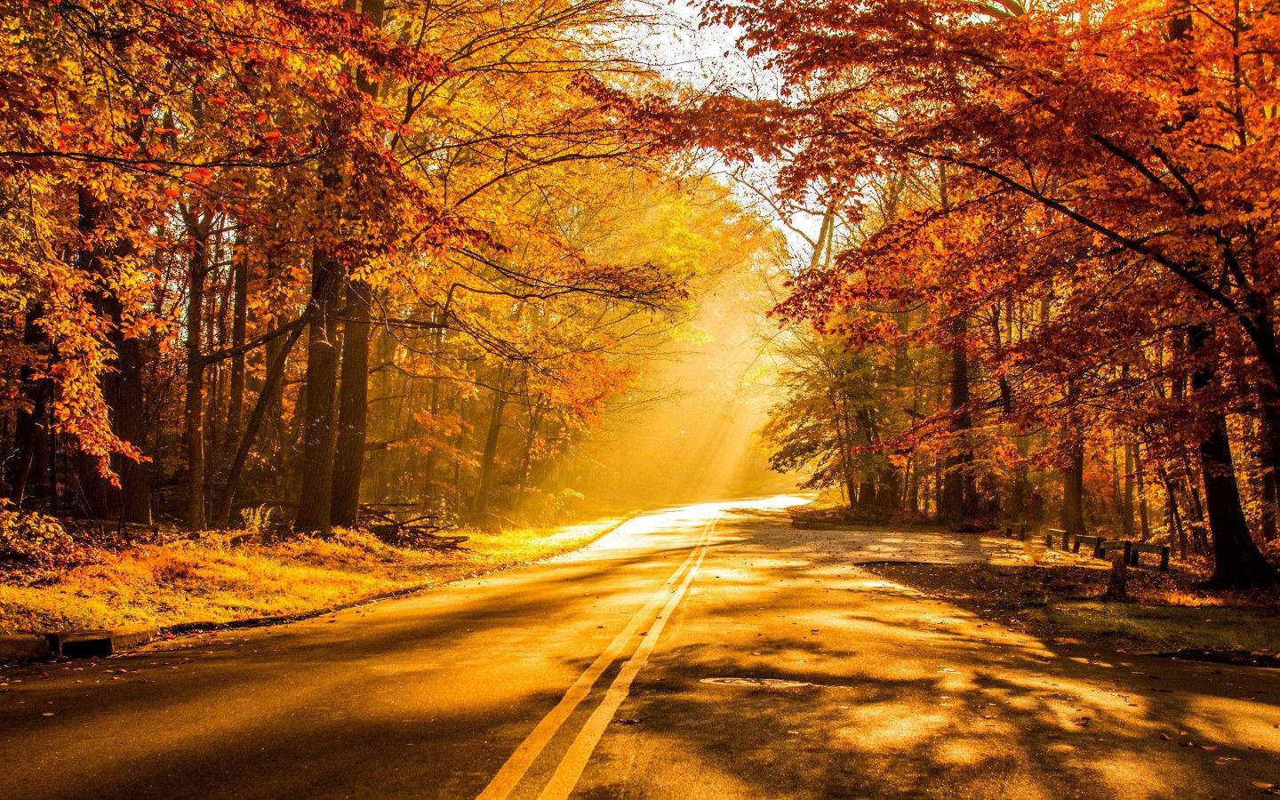 Road with bright reflection of sunlight and orange Hickories  trees during autumn season.