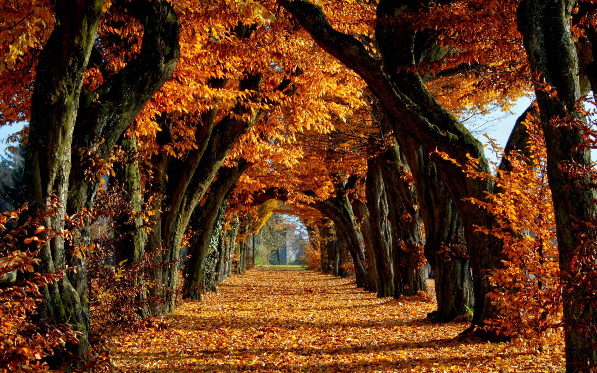 Country road in park covered with orange leaves from big hickories trees during autumn season.