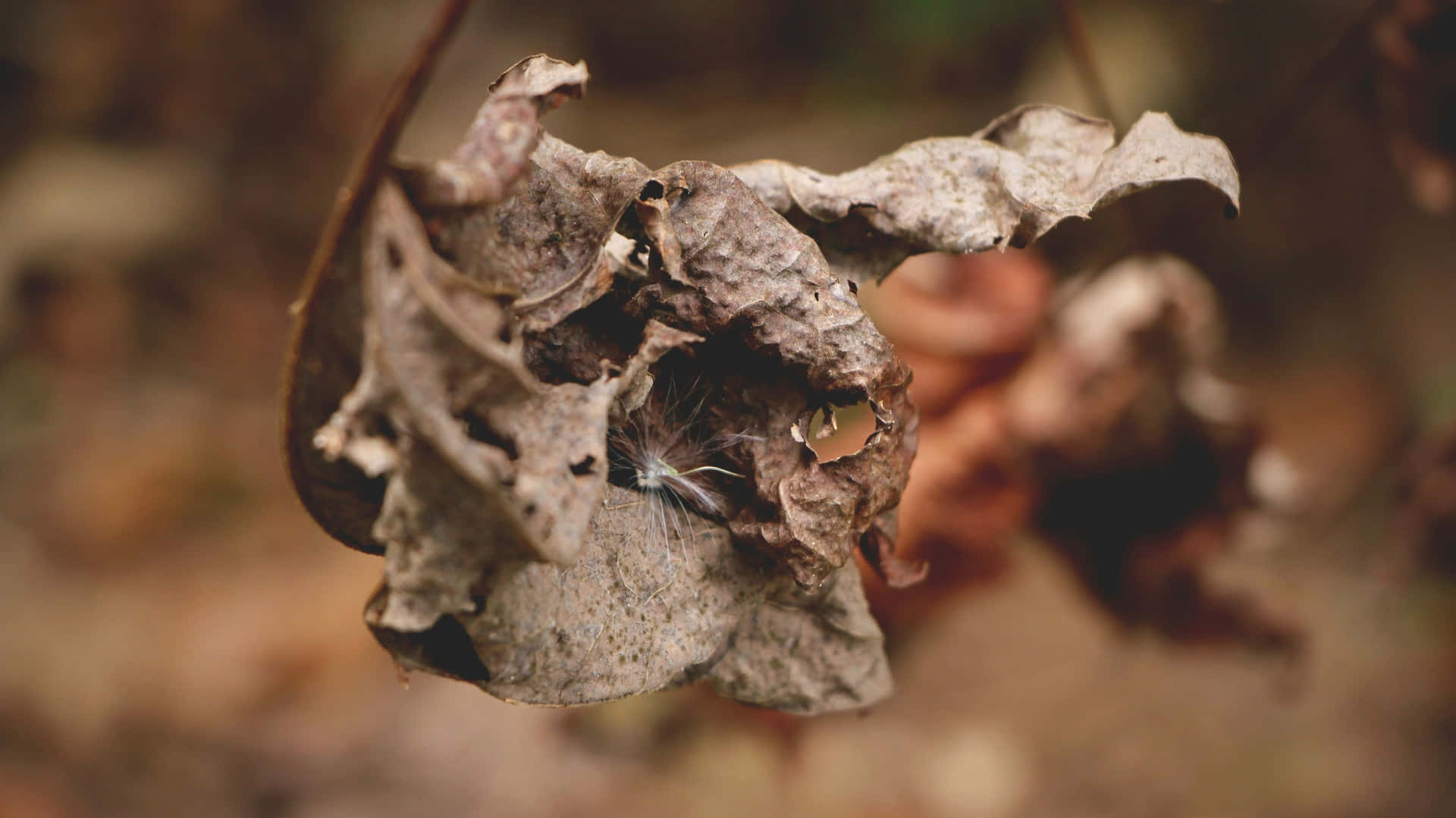 Autumn Decay Close Up Wallpaper