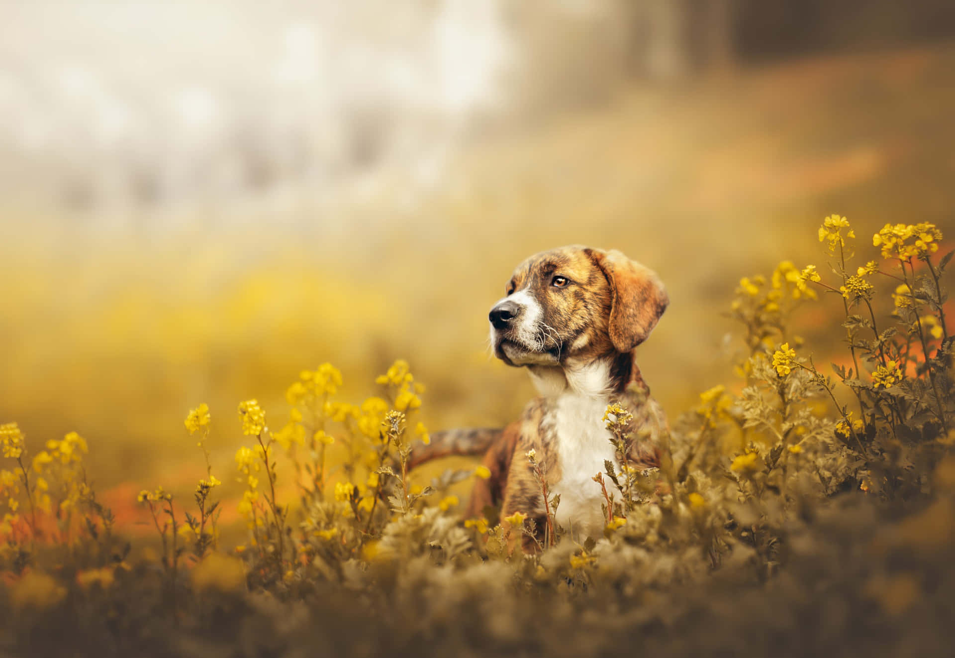 Herfst Hond Tussen Gele Bloemen Achtergrond