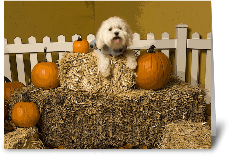 Autumn Dogon Hay Bales PNG