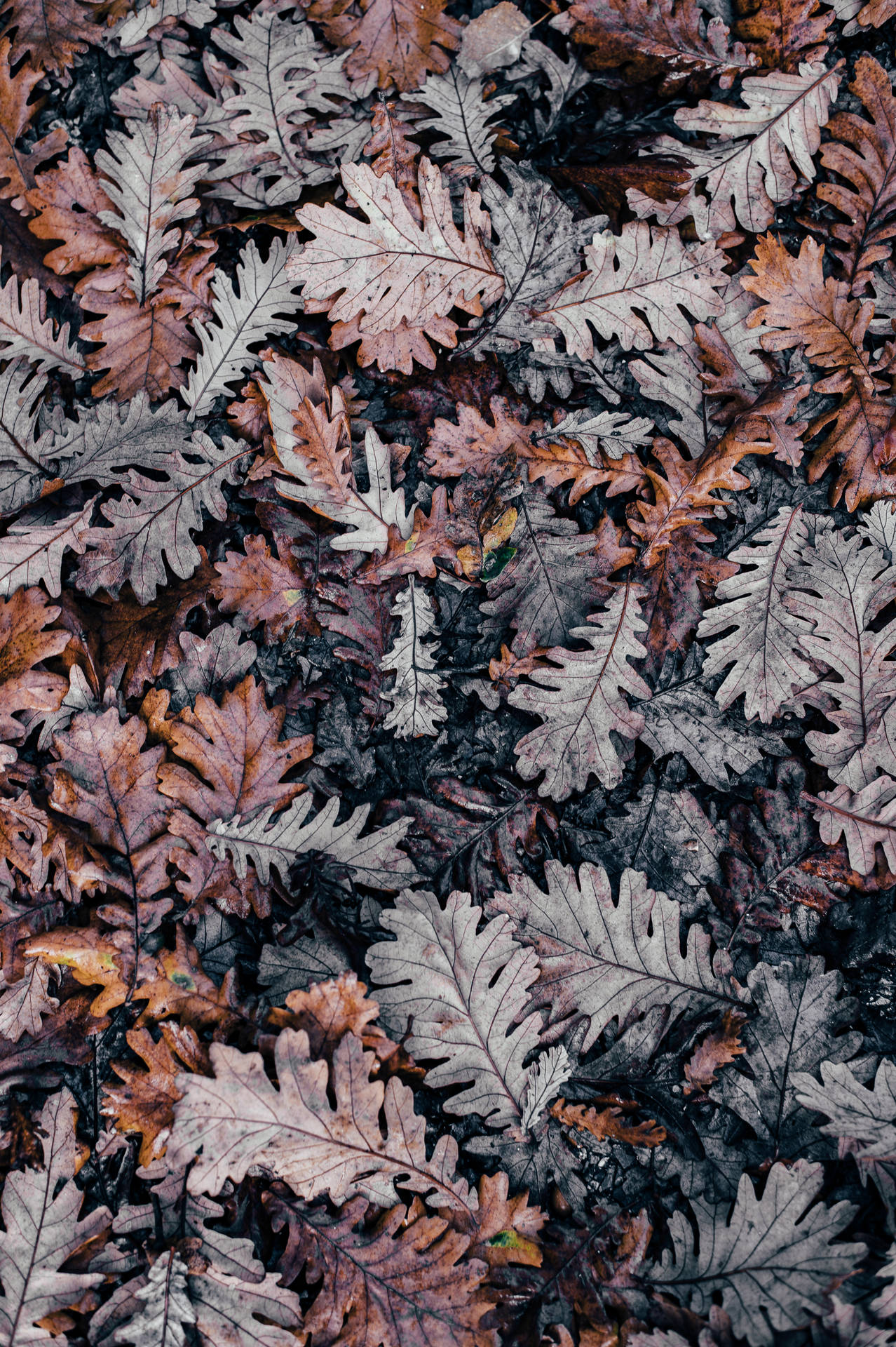 Autumn Dried Oak Leaves Wallpaper