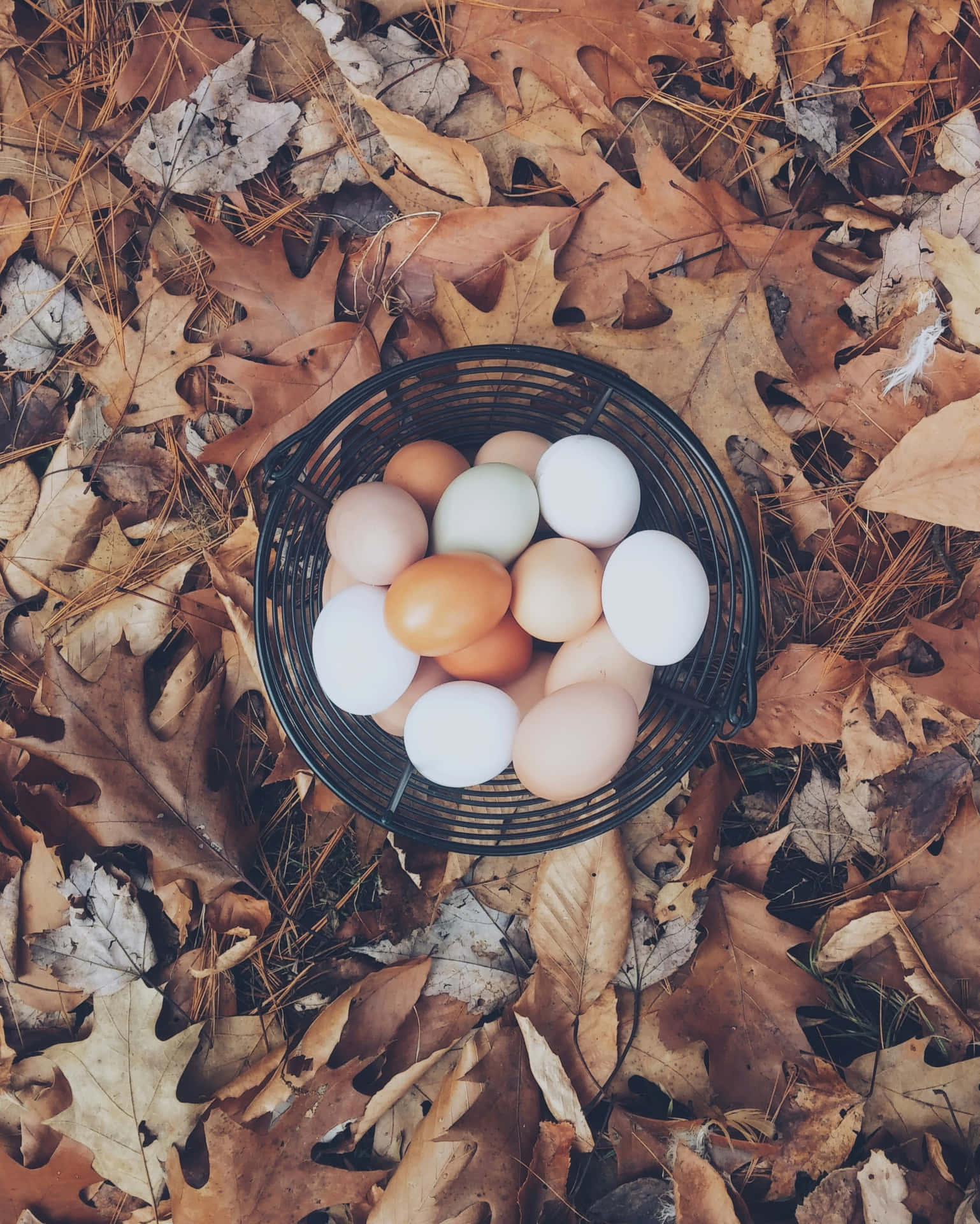 Autumn Eggs Basket_ Fall Leaves Backdrop Wallpaper