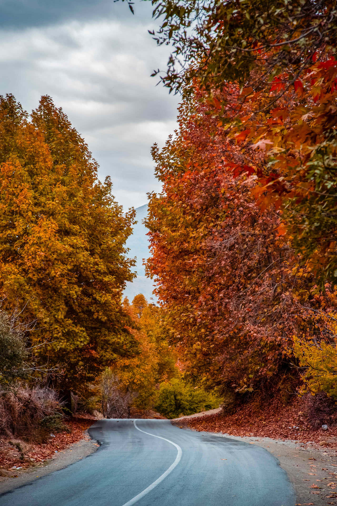 Autumn Elegance - Breath-taking Fall Scenery