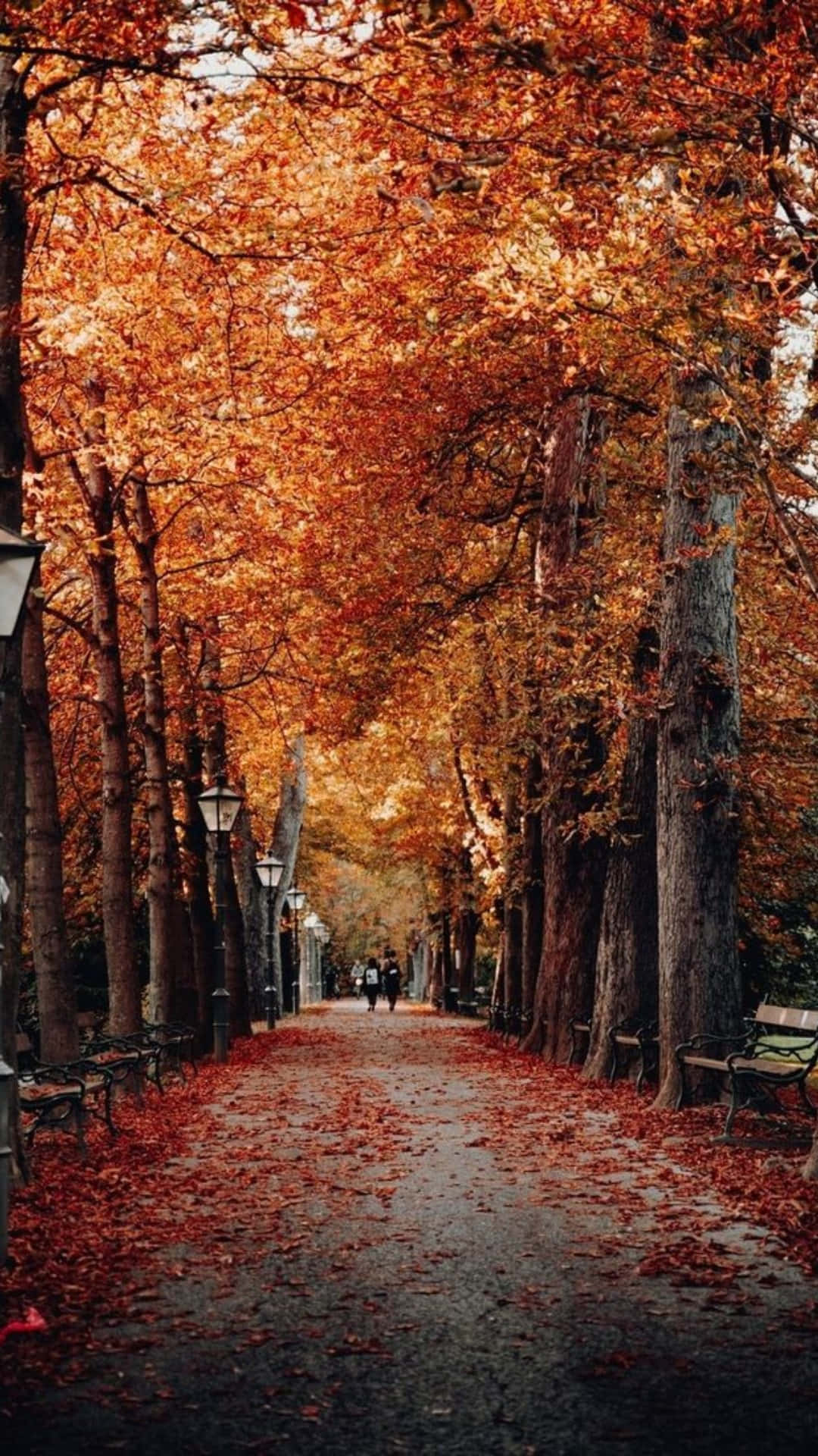 Disfrutade La Belleza Del Otoño