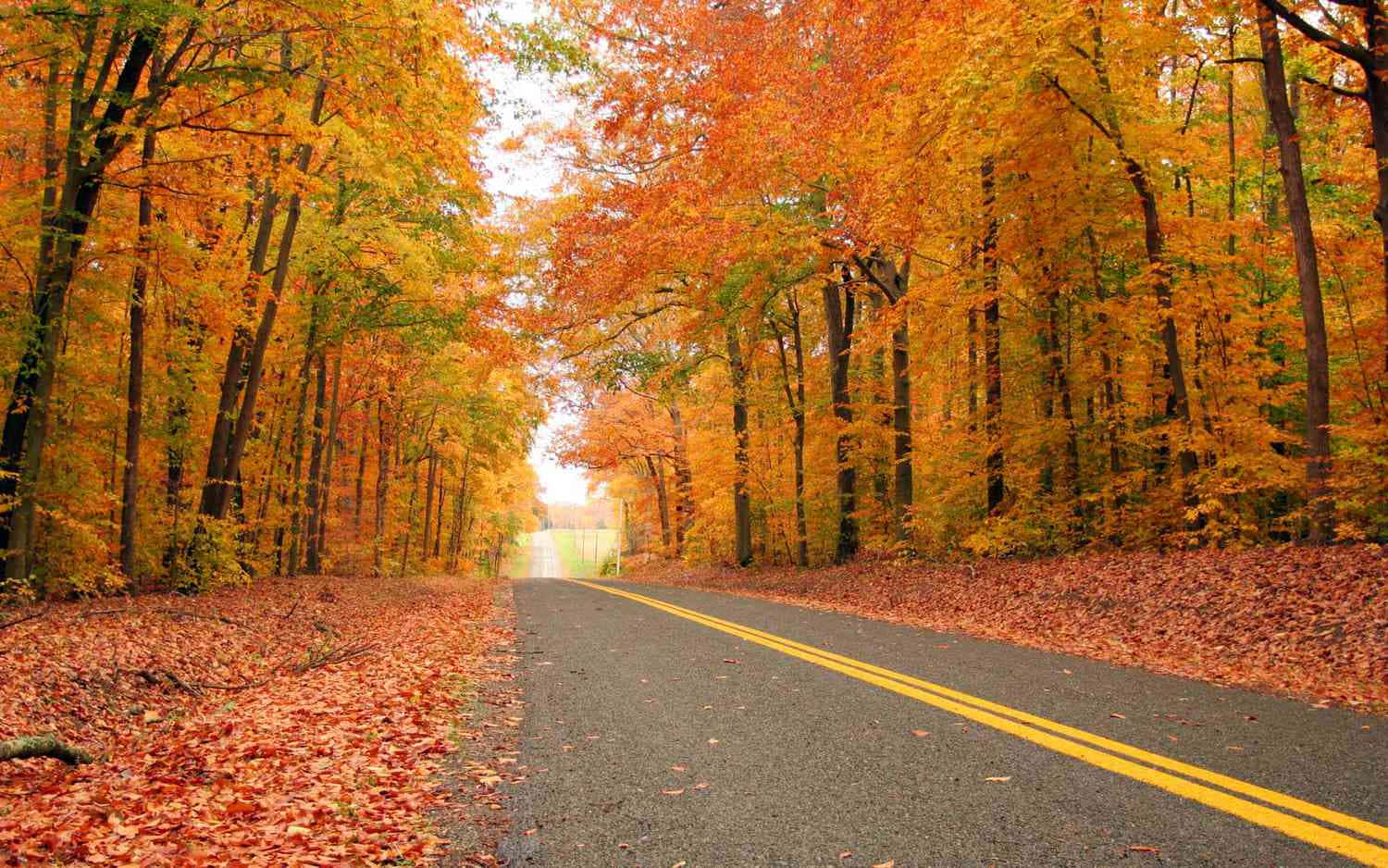 A Road Lined With Trees In The Fall