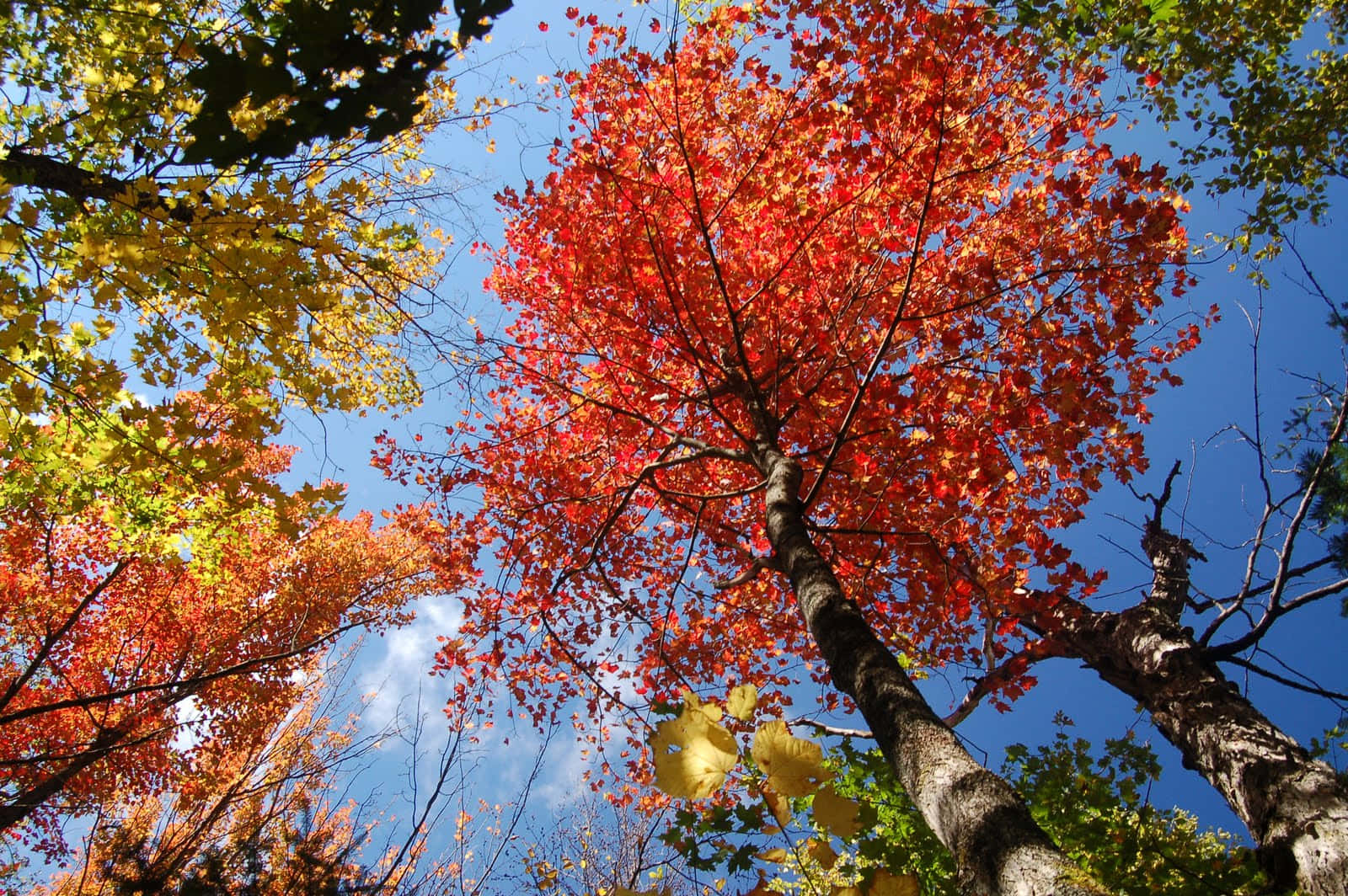 Uppskattaden Färgglada Skönheten Av Hösten