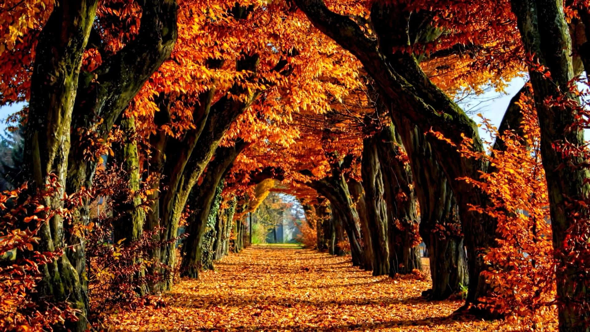 A Pathway Lined With Trees In Autumn
