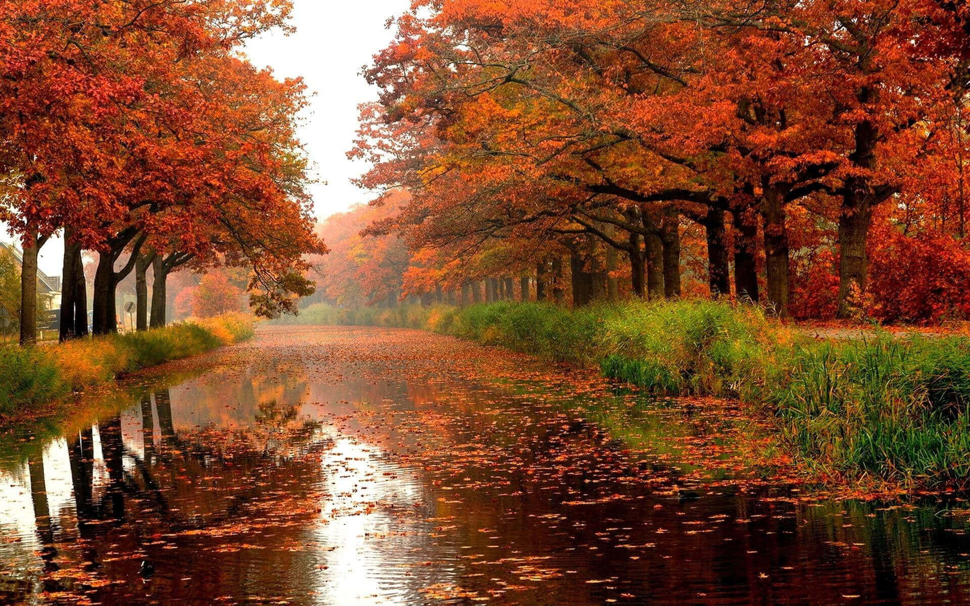 Taen Lugn Promenad Genom Naturens Skönhet Och Höstens Glöd