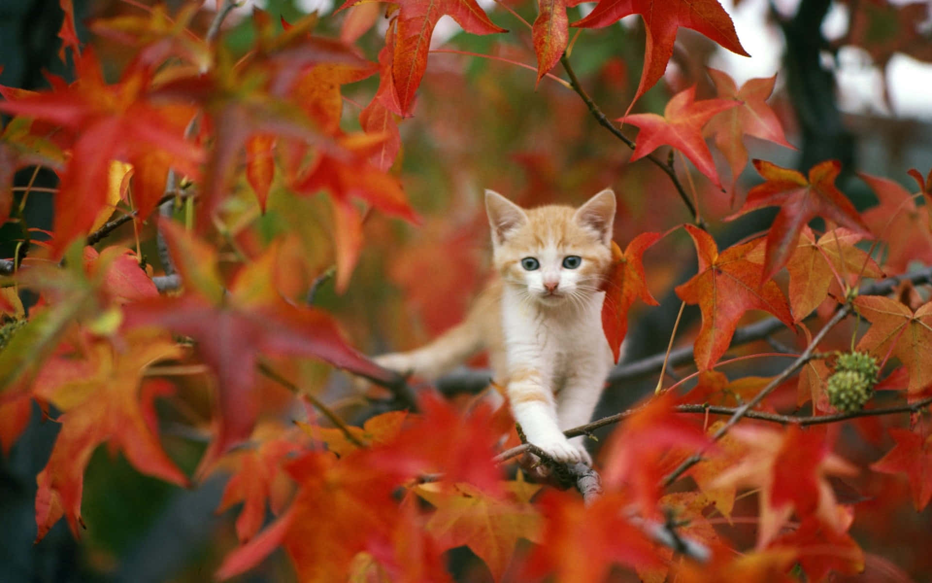 A Kitten Is Sitting On A Branch Of A Tree