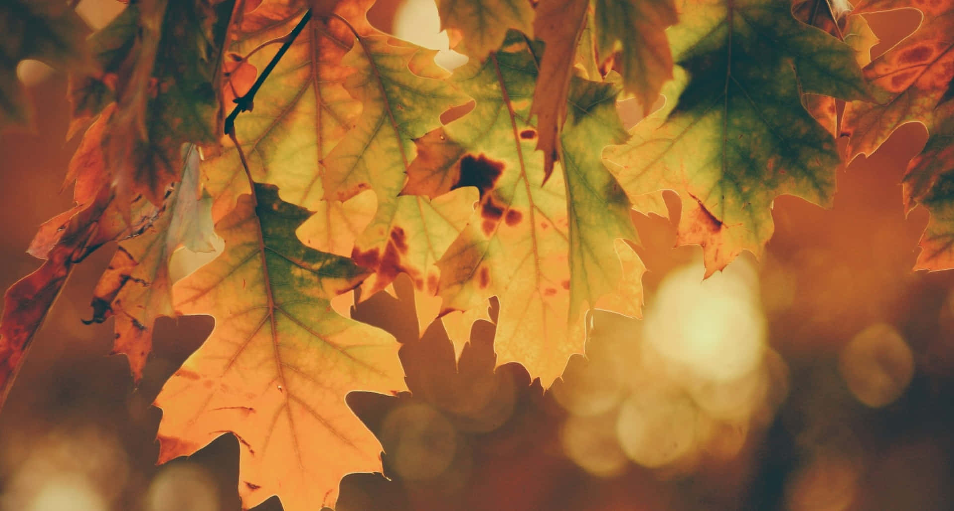 The Changing of the Seasons – Enjoying Autumn Fall