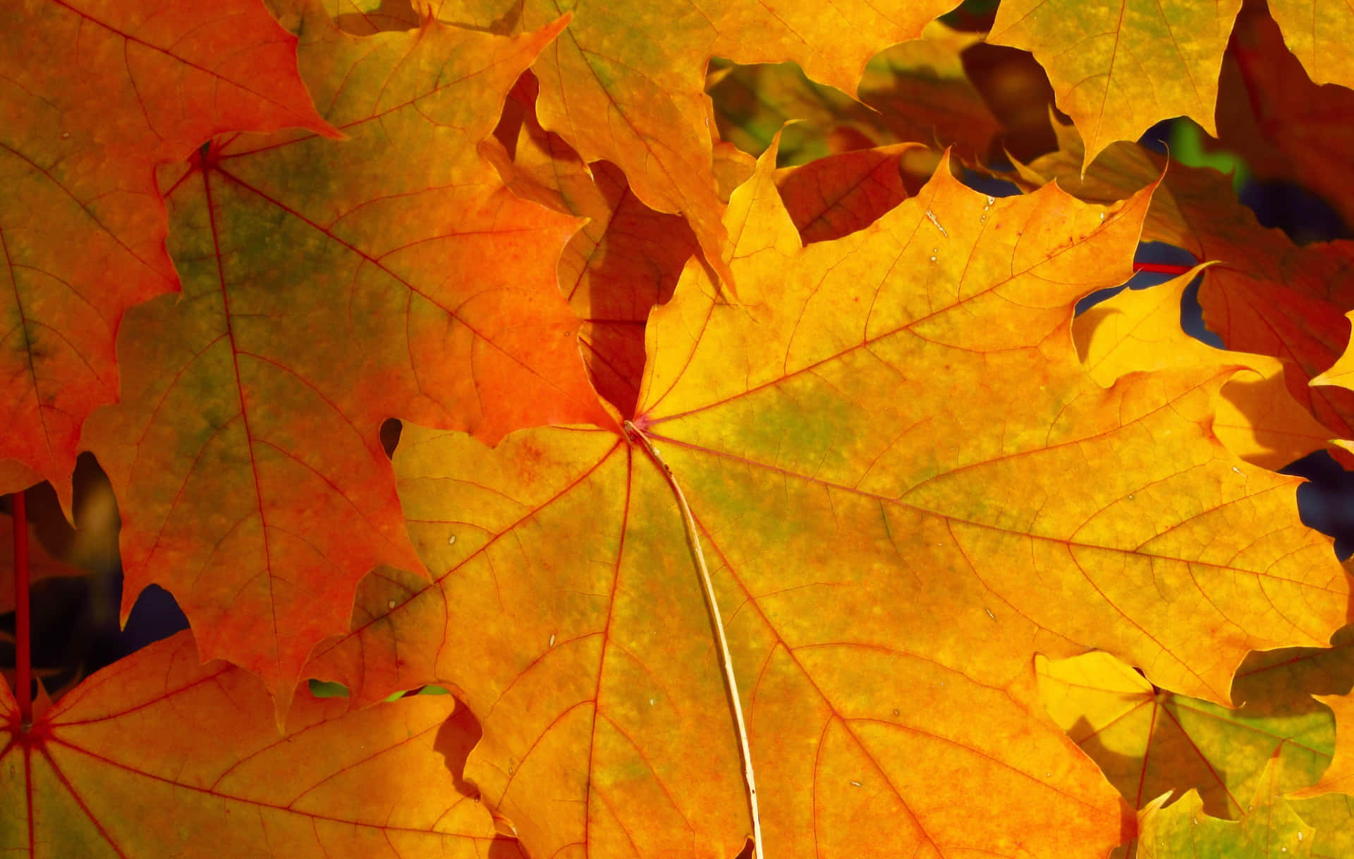 A Close Up Of Many Leaves In The Fall