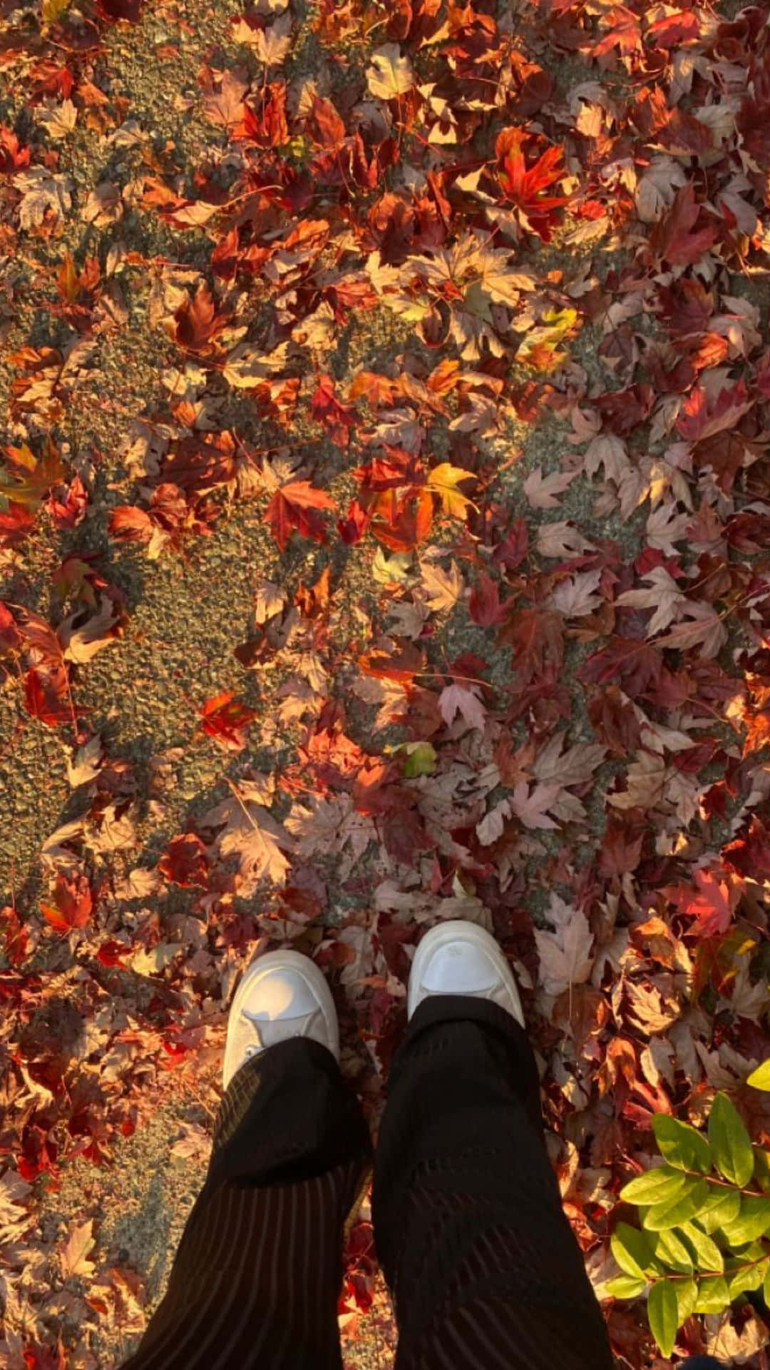 Autumn Feeton Fallen Leaves Wallpaper