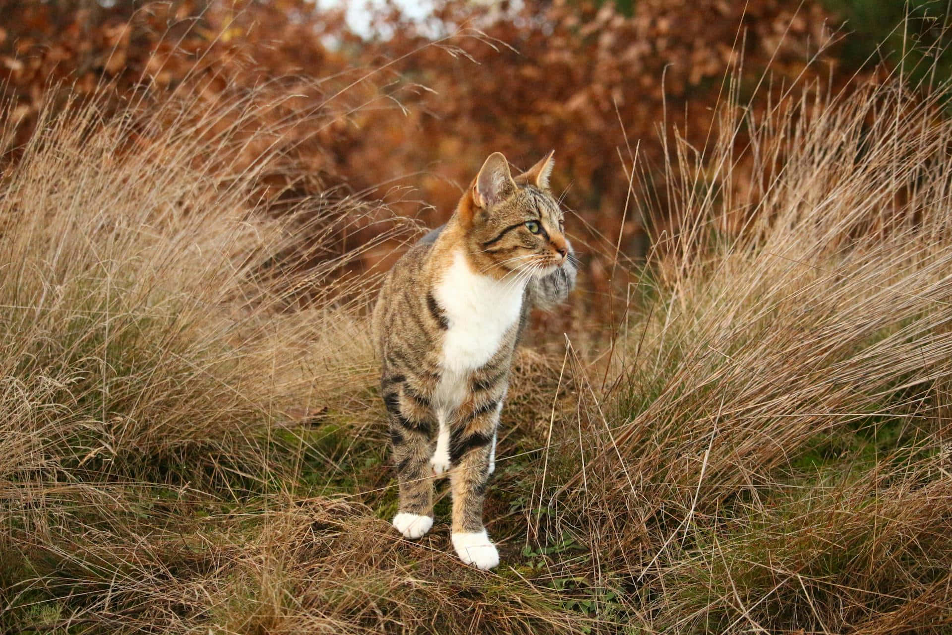 Autumn Feline Watchful Gaze Wallpaper