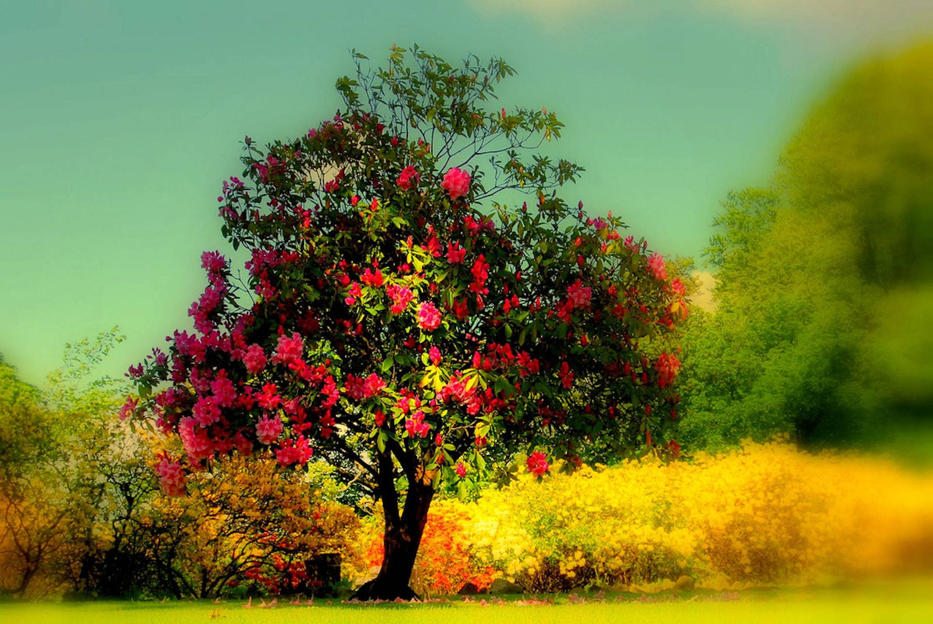 Colorful Autumn Flowers of a Tree Wallpaper