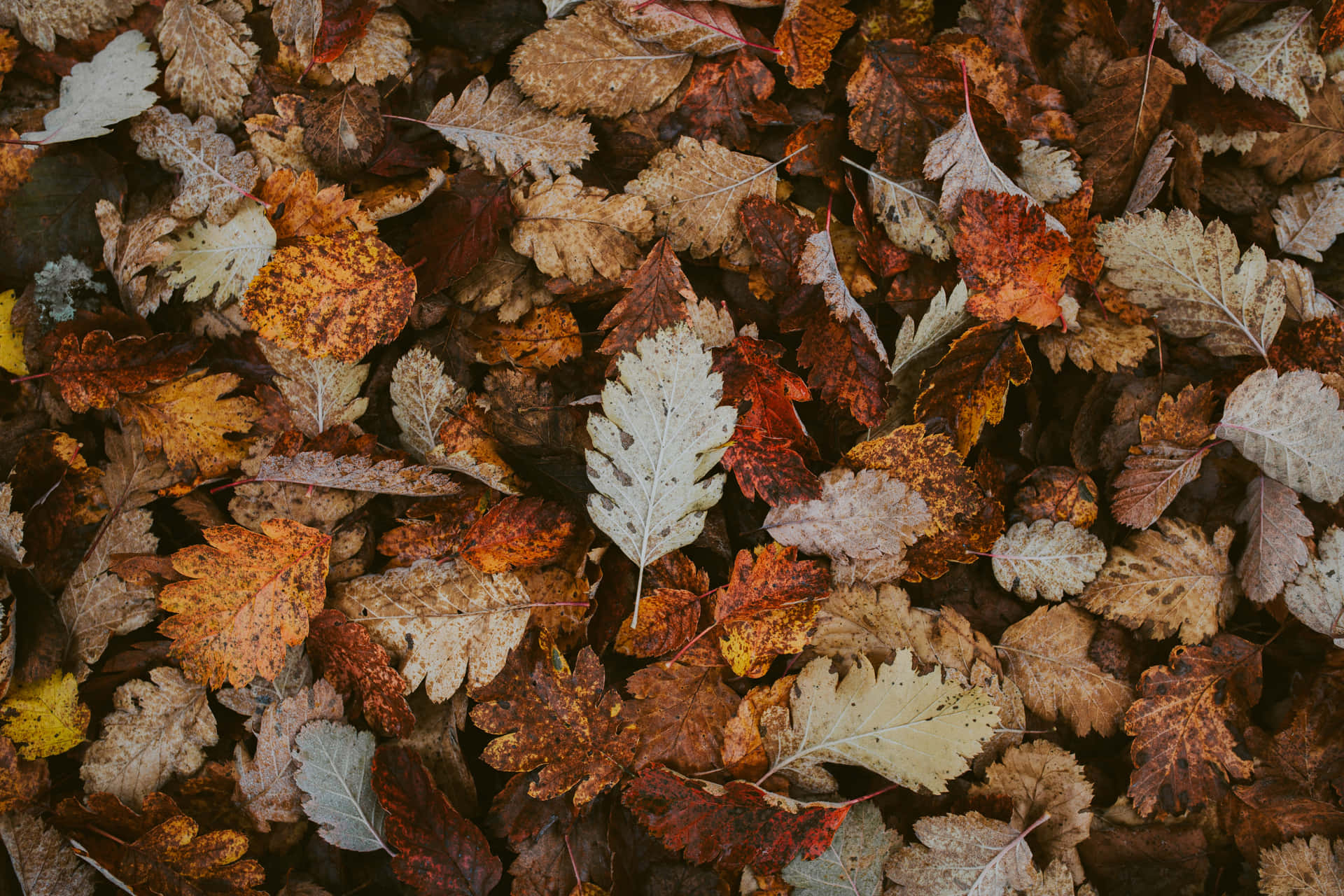 Nature's Artistry: Colorful Autumn Foliage Wallpaper