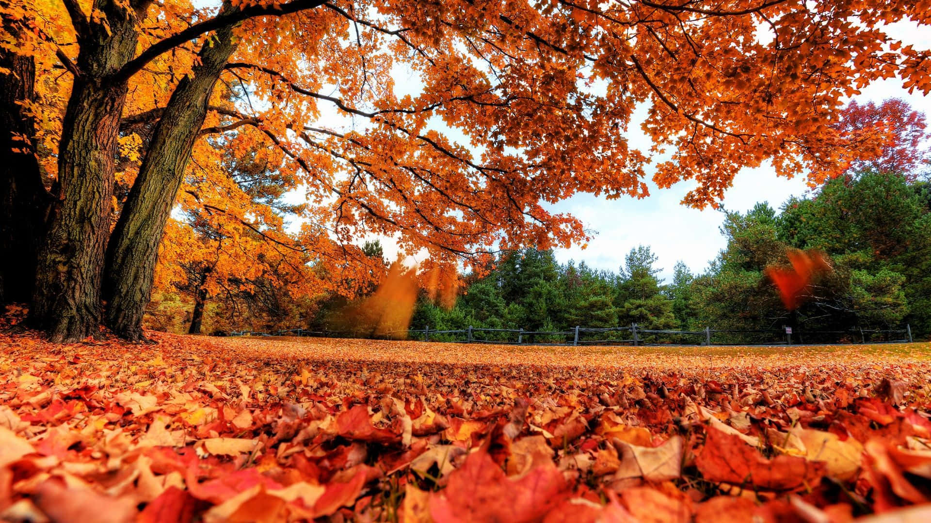 Genießedie Schönheit Des Herbstlaubs Wallpaper
