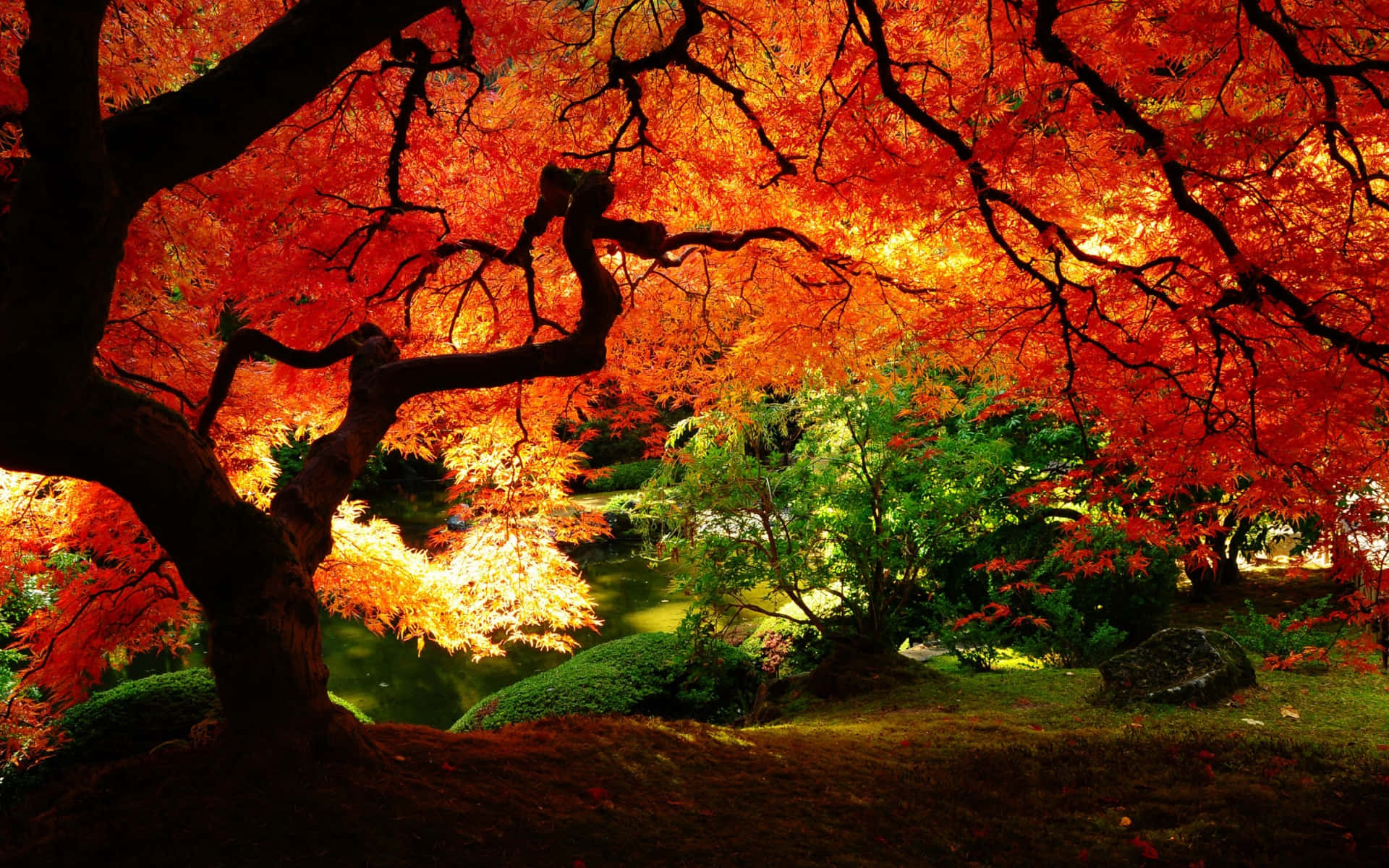 Oplev skønheden af ​​efteråret, når guldfarvede blade omfavner landskabet. Wallpaper