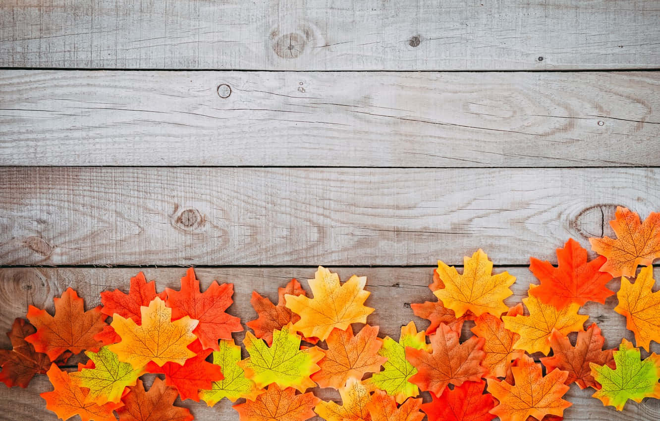 Enjoy the beautiful autumn foliage this fall Wallpaper