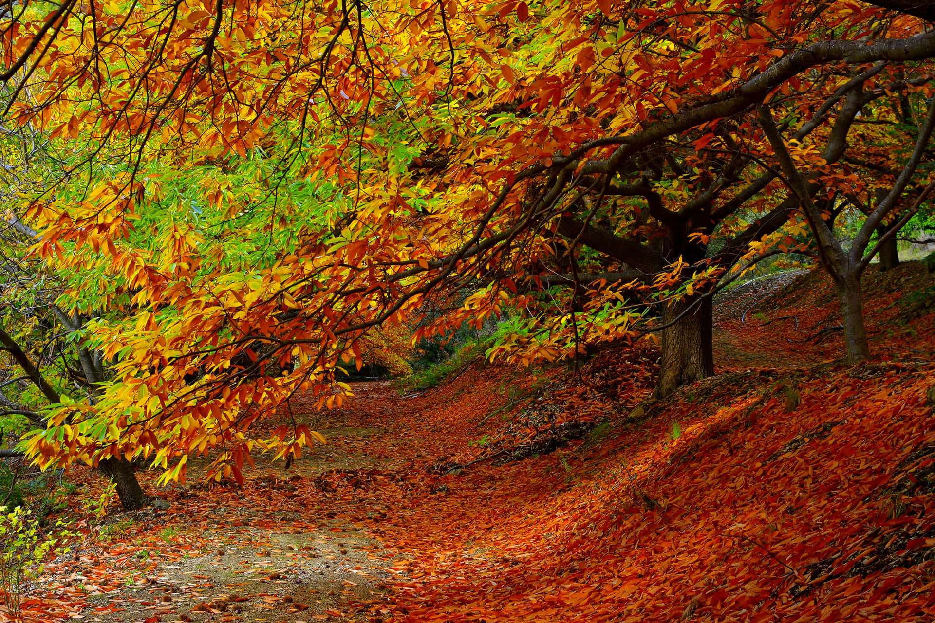 Fange et smukt glimt af efterårets løv i dets fulde røde, gule og orange pragt. Wallpaper