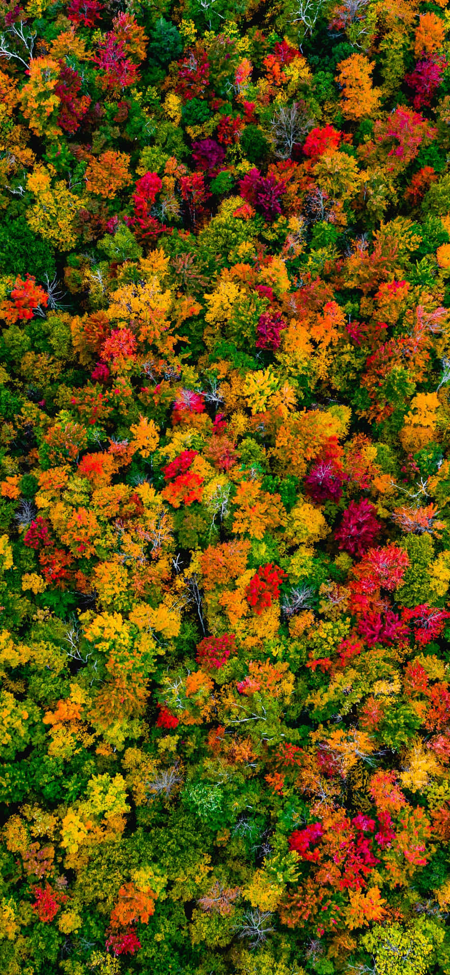 Autumn Foliage Aerial View Wallpaper