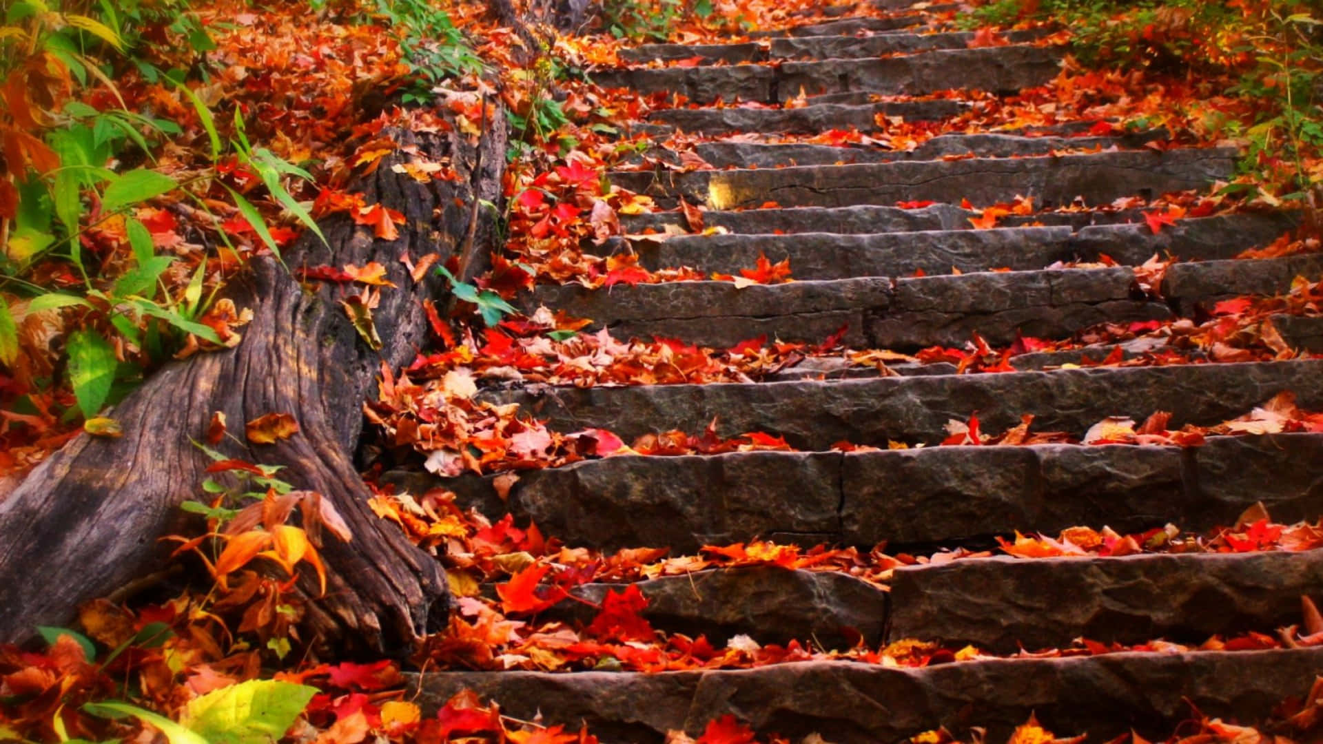Explore the beauty of fall through vibrant yellow and orange autumn foliage Wallpaper