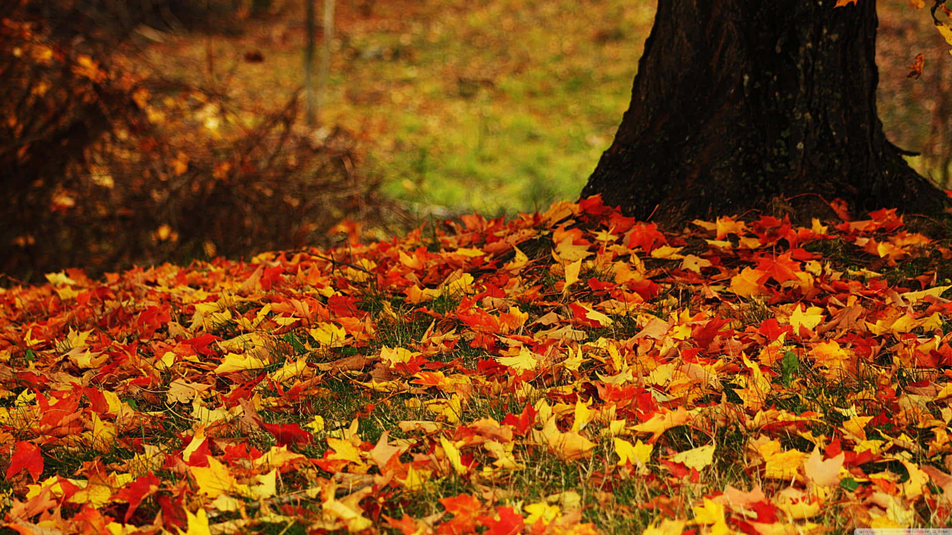 Enjoy the beauties of Autumn Foliage Wallpaper