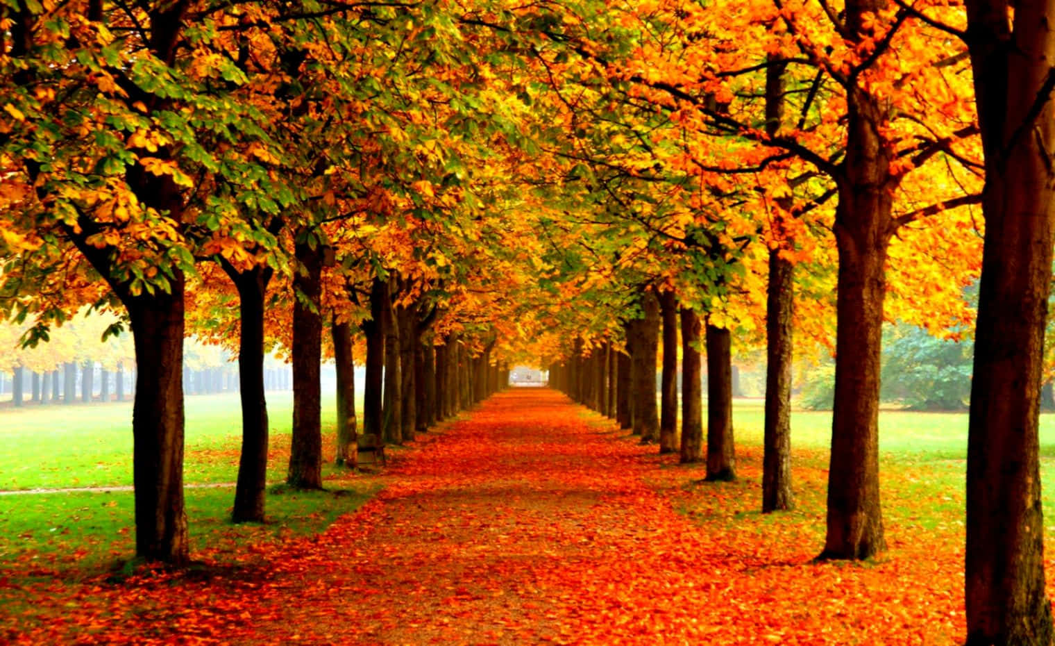 Autumn Leaves On A Pathway Wallpaper