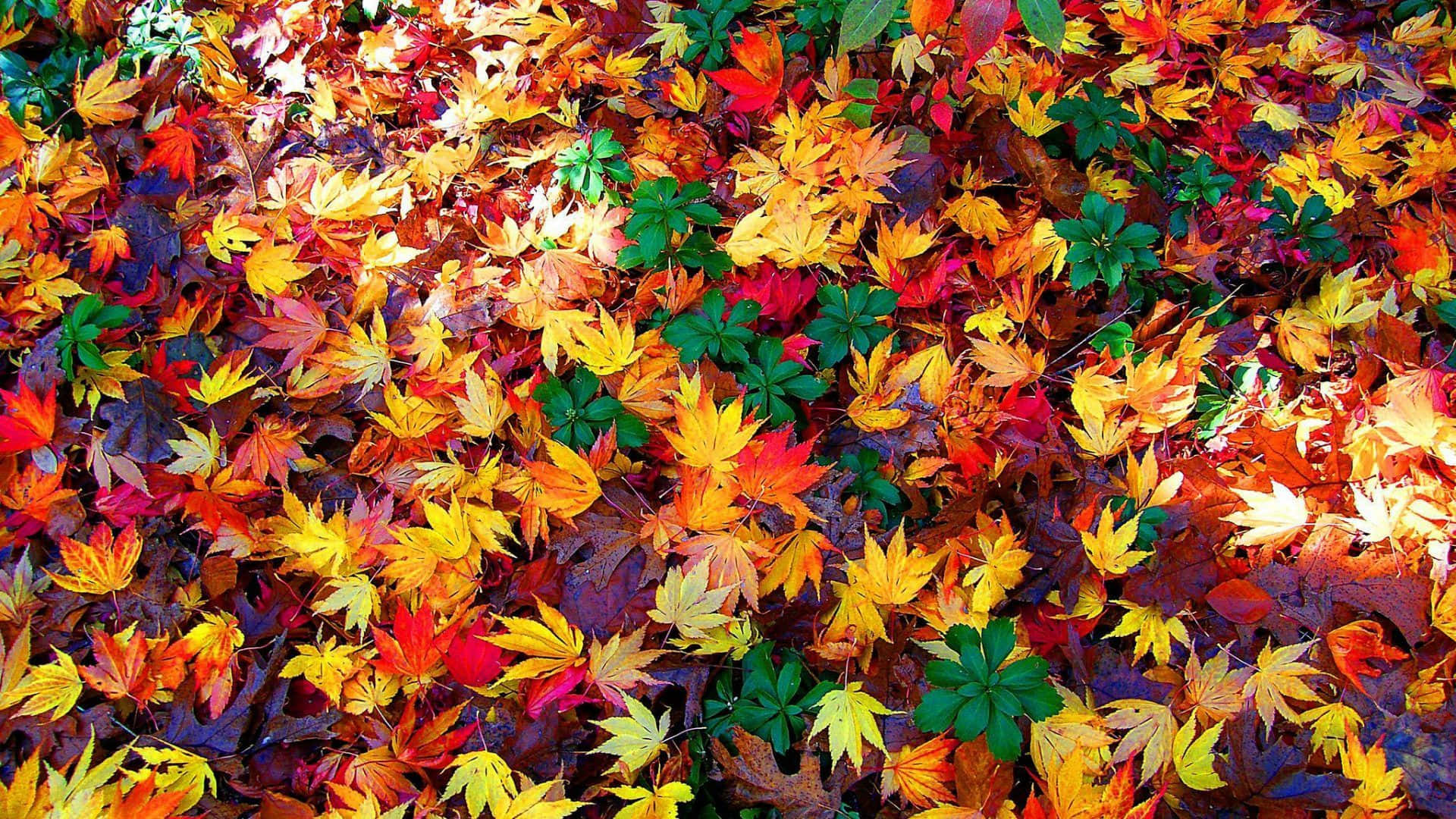 Nyd skønheden af efterår løv i naturen med dette billedtapet. Wallpaper