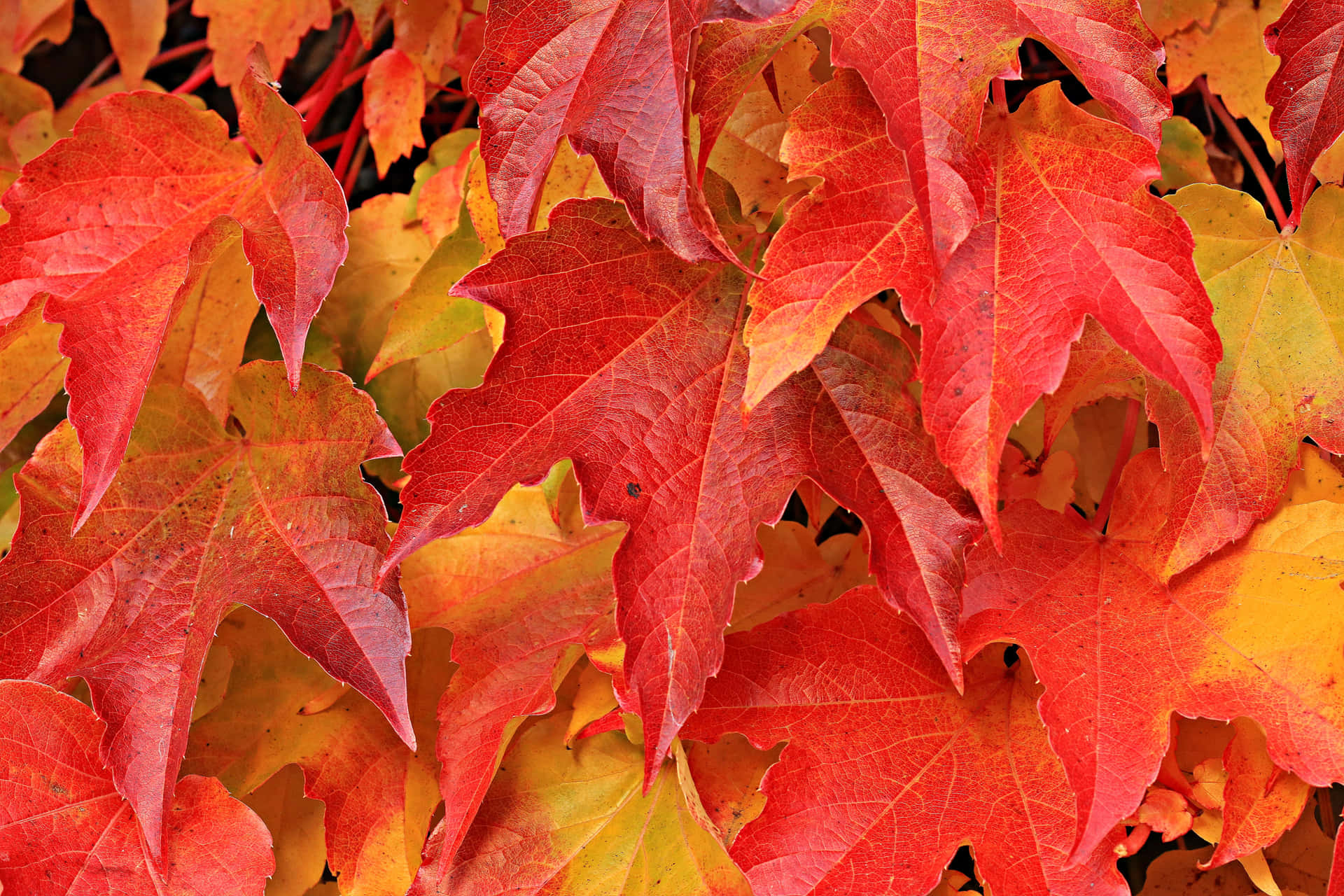 Nyd den fredfyldte sæson af efteråret med vibrans af efterårsløv pryder din skærm. Wallpaper