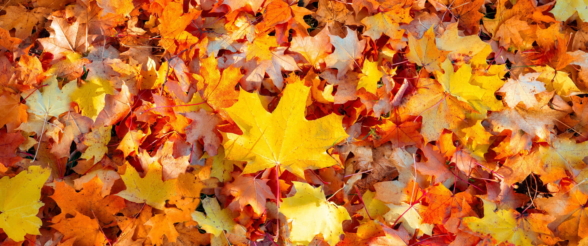 “The Stunning Autumn Foliage of Fall" Wallpaper