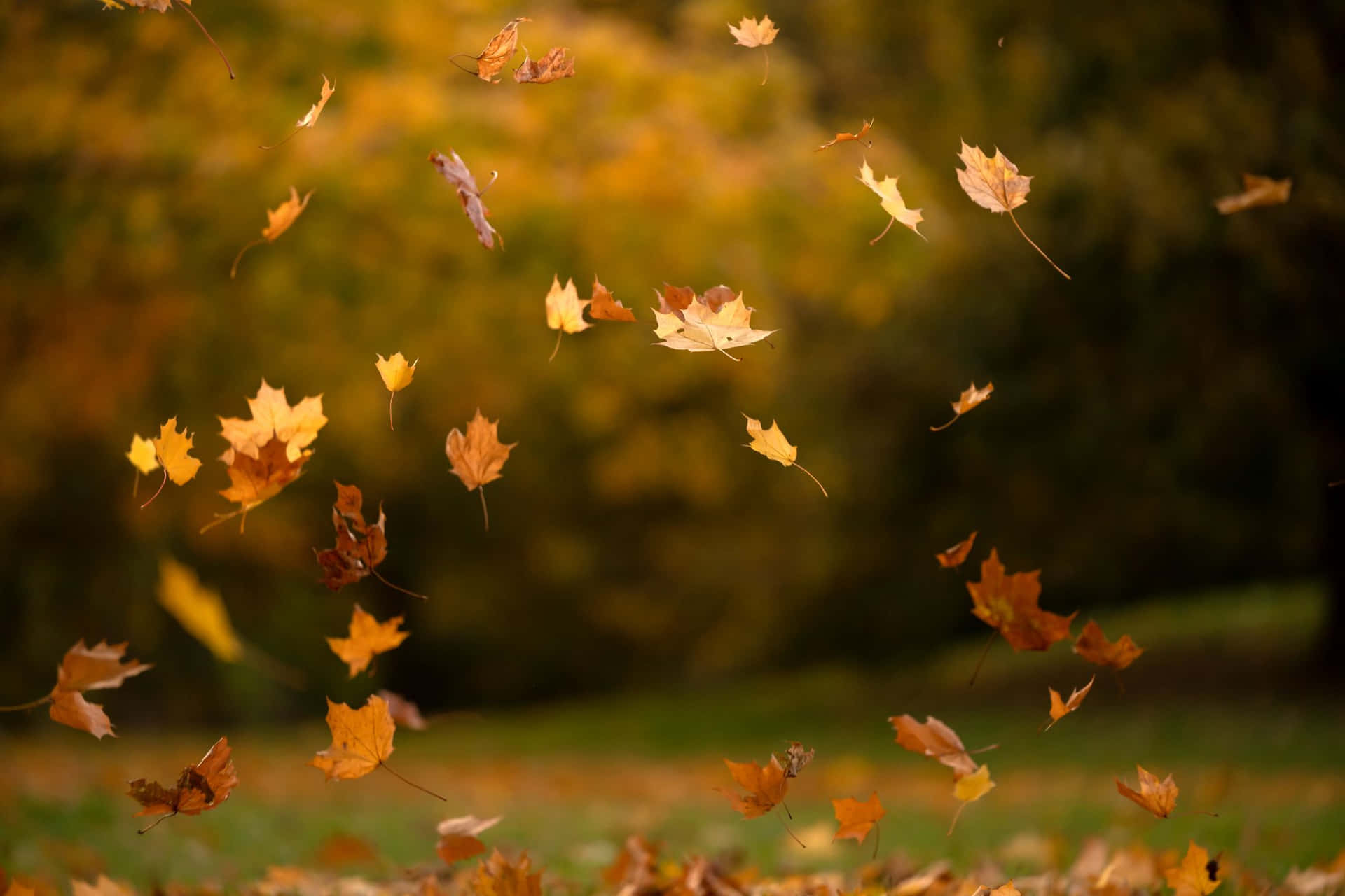L'autunnocanta La Sua Propria Melodia Mentre Il Fogliame Si Colora D'oro E Di Giallo. Sfondo