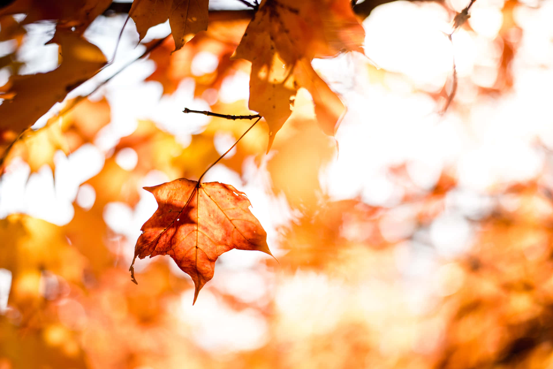 Stræd gennem efterårets løv og nyd den skiftende sæson til det fulde. Wallpaper